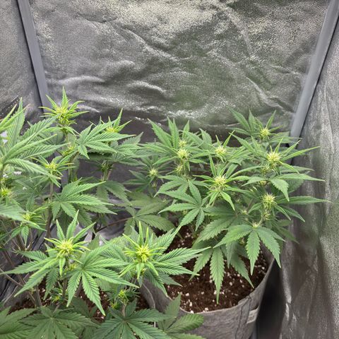 Gorilla Cookies Auto growlog timeline photo