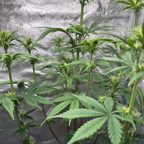 Gorilla Cookies Auto growlog timeline photo