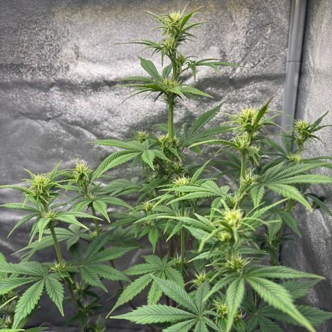 Gorilla Cookies Auto growlog timeline photo
