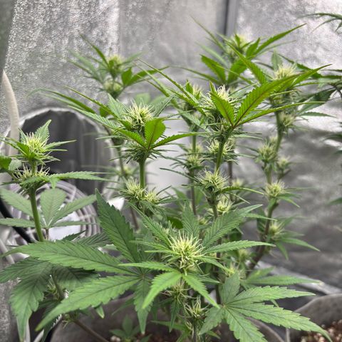 Gorilla Cookies Auto growlog timeline photo