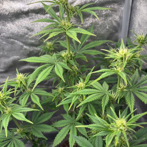 Gorilla Cookies Auto growlog timeline photo