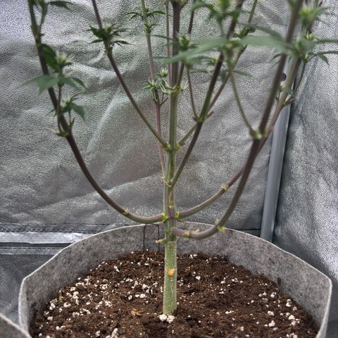 Gorilla Cookies Auto growlog timeline photo
