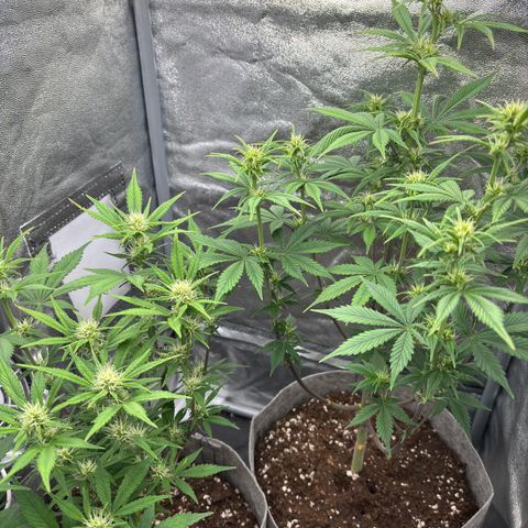 Gorilla Cookies Auto growlog timeline photo