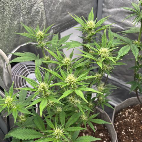Gorilla Cookies Auto growlog timeline photo