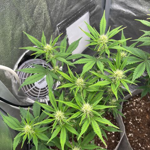 Gorilla Cookies Auto growlog timeline photo