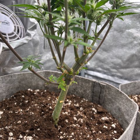 Gorilla Cookies Auto growlog timeline photo