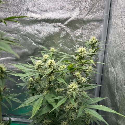 Gorilla Cookies Auto growlog timeline photo