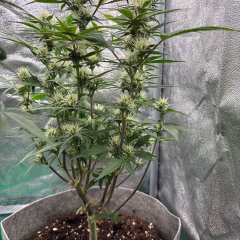 Gorilla Cookies Auto growlog timeline photo