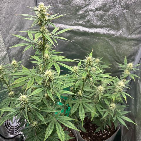 Gorilla Cookies Auto growlog timeline photo