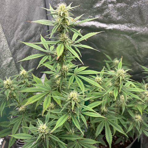 Gorilla Cookies Auto growlog timeline photo