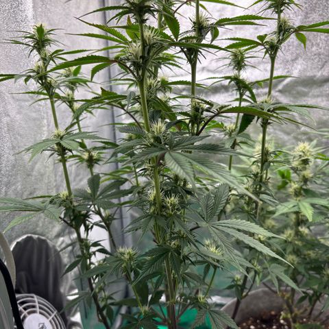 Gorilla Cookies Auto growlog timeline photo