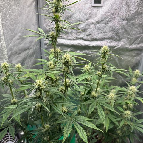 Gorilla Cookies Auto growlog timeline photo