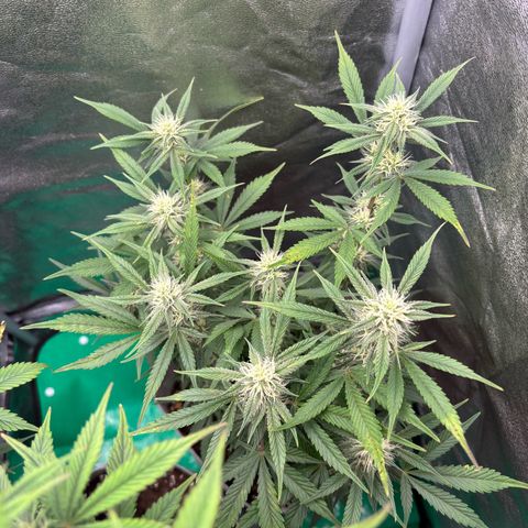 Gorilla Cookies Auto growlog timeline photo