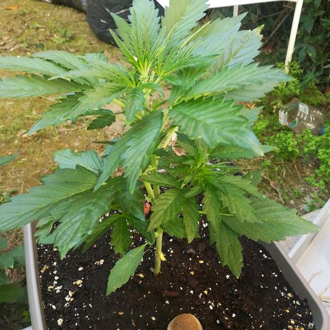 Royal AK Automatic growlog timeline photo