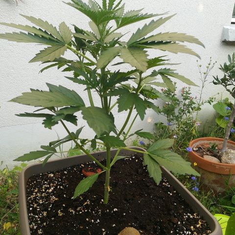 Royal AK Automatic growlog timeline photo