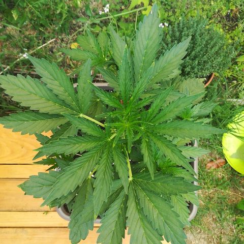 Royal AK Automatic growlog timeline photo
