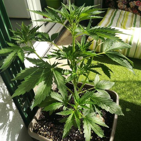 Royal AK Automatic growlog timeline photo