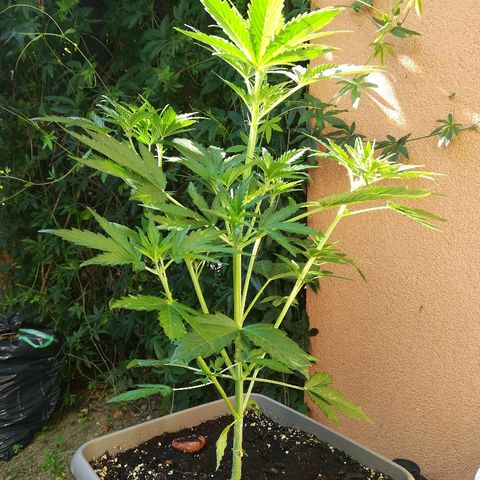 Royal AK Automatic growlog timeline photo