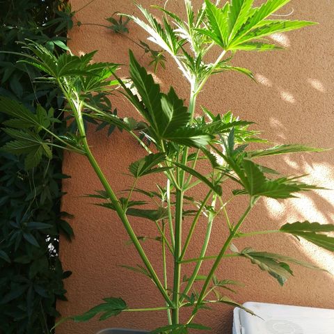 Royal AK Automatic growlog timeline photo