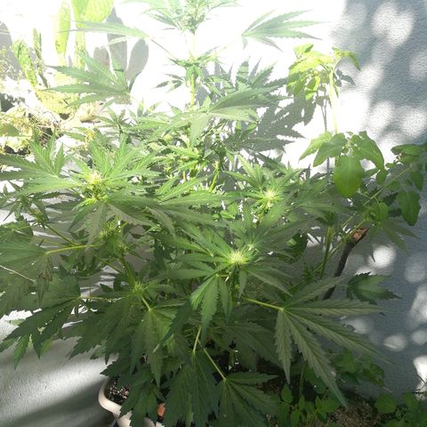 Royal AK Automatic growlog timeline photo