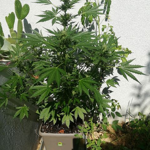 Royal AK Automatic growlog timeline photo