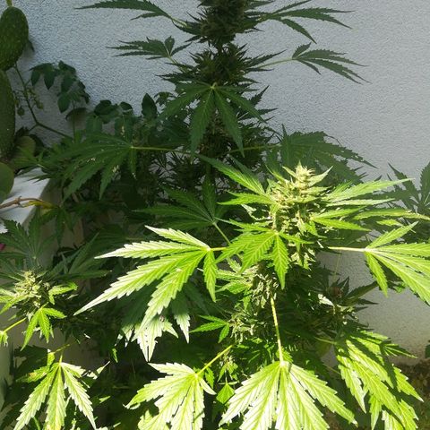 Royal AK Automatic growlog timeline photo