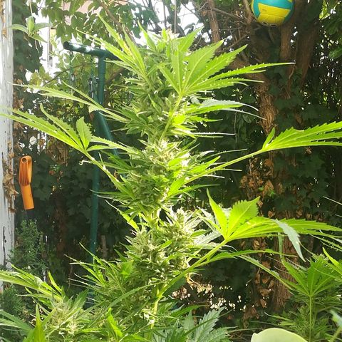 Royal AK Automatic growlog timeline photo
