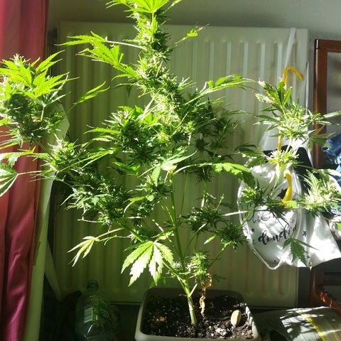 Royal AK Automatic growlog timeline photo