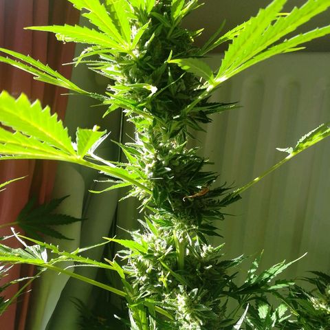 Royal AK Automatic growlog timeline photo