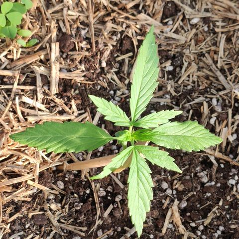 Gelato Auto growlog timeline photo