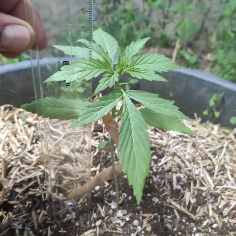 Gelato Auto growlog timeline photo