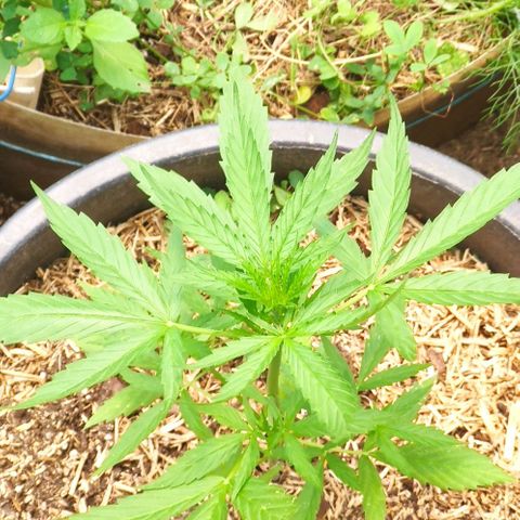 Gelato Auto growlog timeline photo