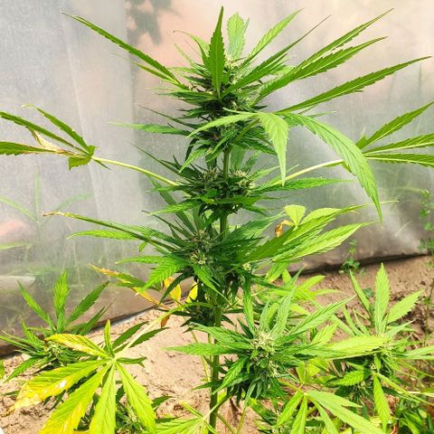 Gelato Auto growlog timeline photo