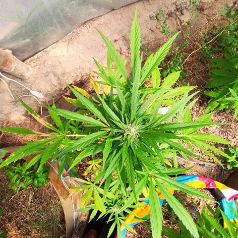 Gelato Auto growlog timeline photo