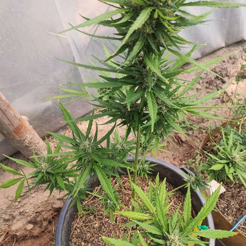 Gelato Auto growlog timeline photo