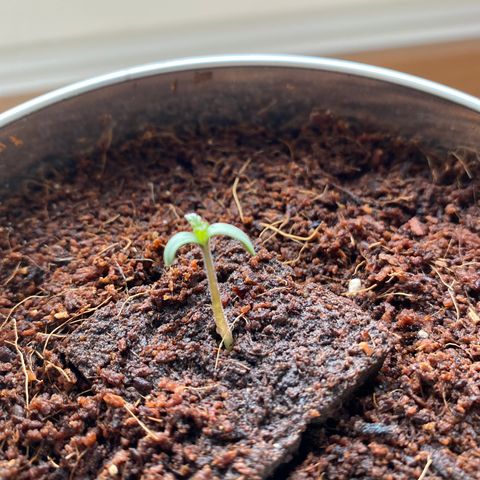 White Widow  growlog timeline photo