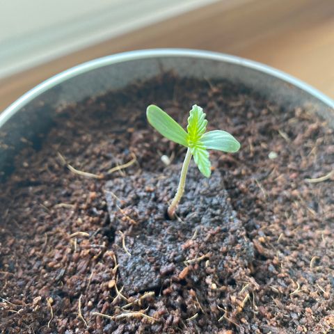 White Widow  growlog timeline photo