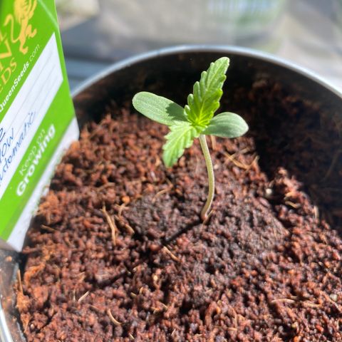 White Widow  growlog timeline photo