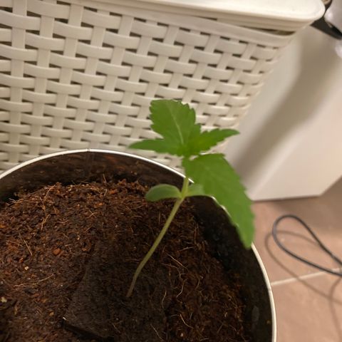 White Widow  growlog timeline photo