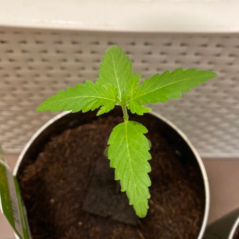 White Widow  growlog timeline photo
