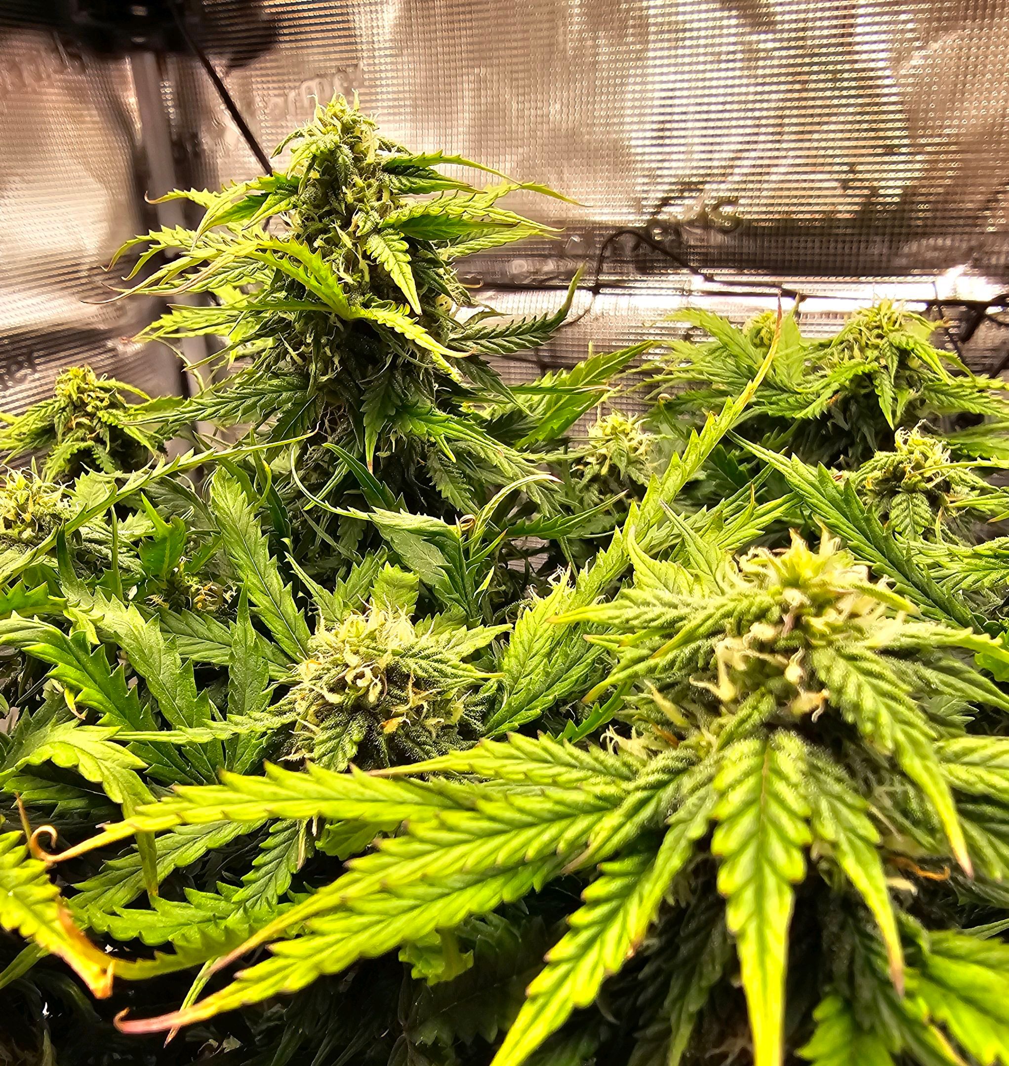 Fat Banana Auto #1 growlog header