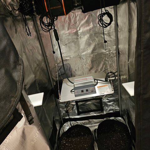 Fat Banana Auto #1 growlog photo