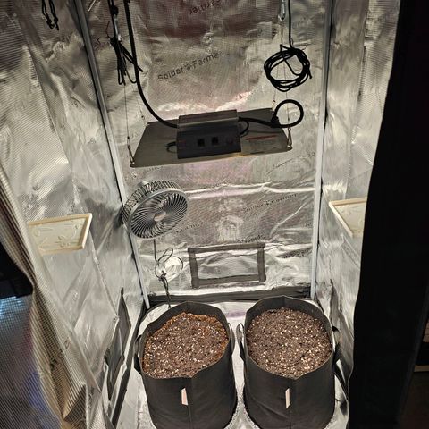 Fat Banana Auto #1 growlog photo