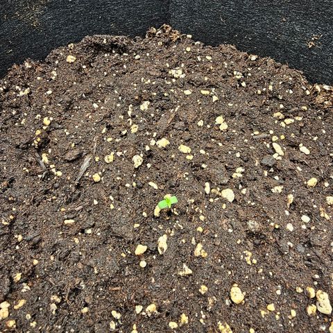 Fat Banana Auto #1 growlog photo