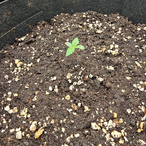 Fat Banana Auto #1 growlog timeline photo