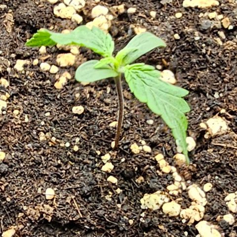 Fat Banana Auto #1 growlog timeline photo