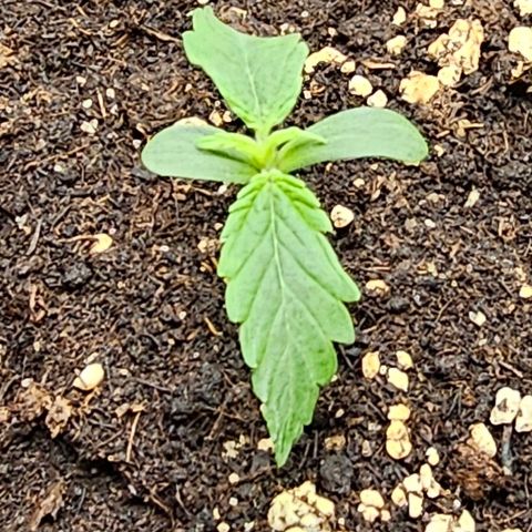 Fat Banana Auto #1 growlog timeline photo