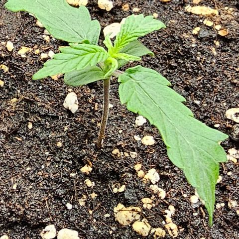 Fat Banana Auto #1 growlog timeline photo