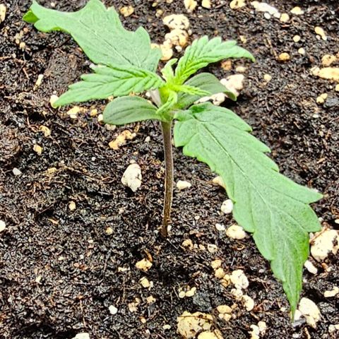 Fat Banana Auto #1 growlog timeline photo