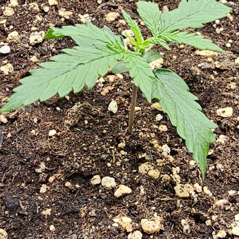 Fat Banana Auto #1 growlog timeline photo